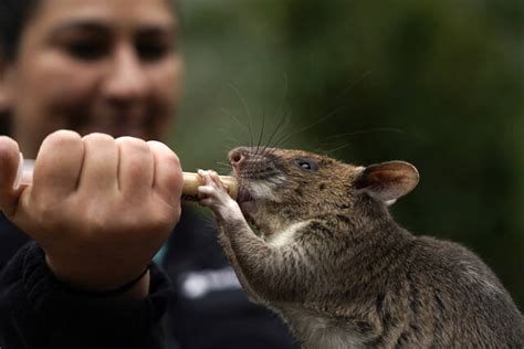 Rat ambassadors try to counter bad press amid NYC’s rat war